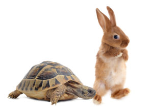 tortoise and hare